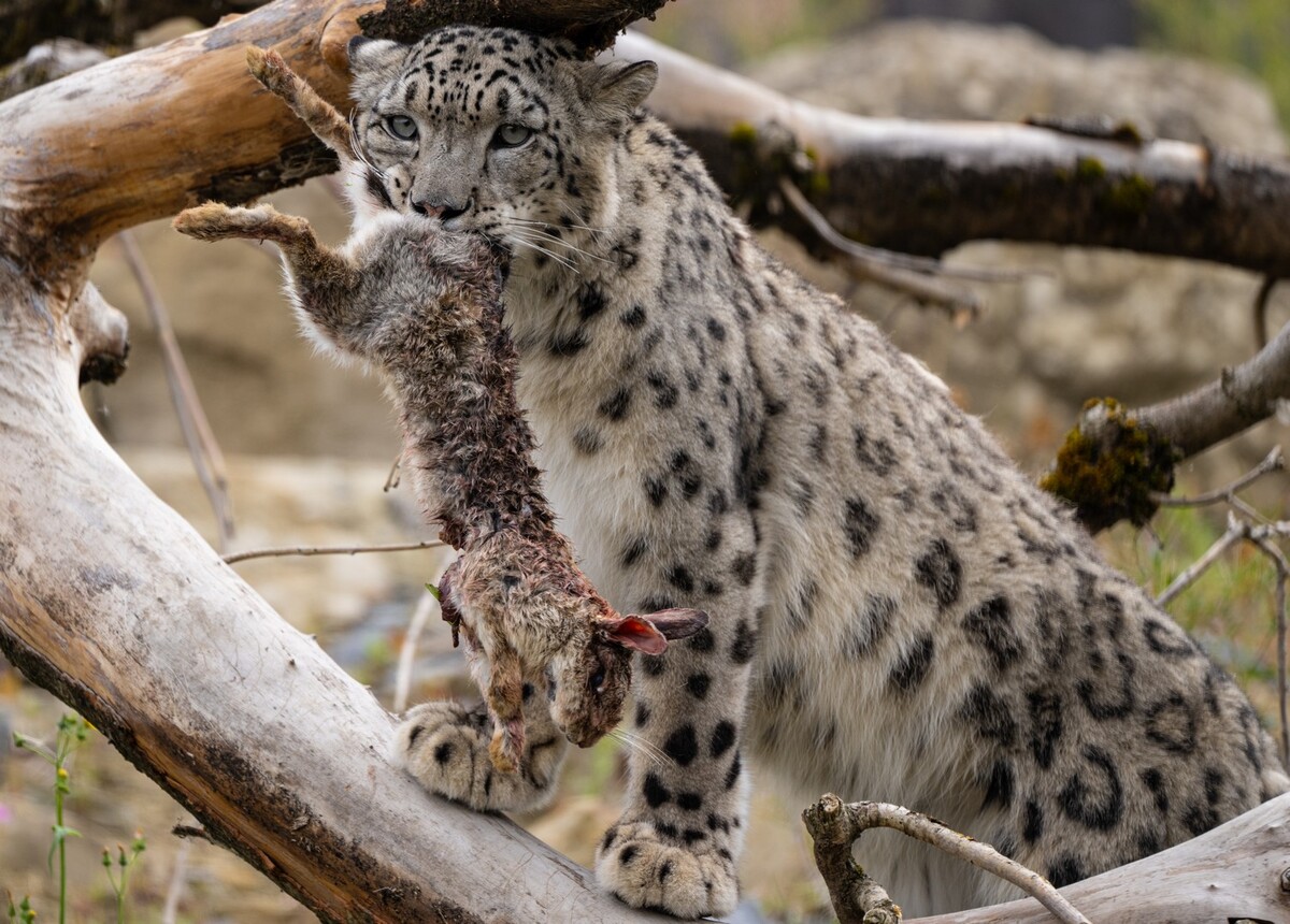 Snow Leopard